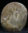 Polished Fossil Coral - Morocco #25713-2